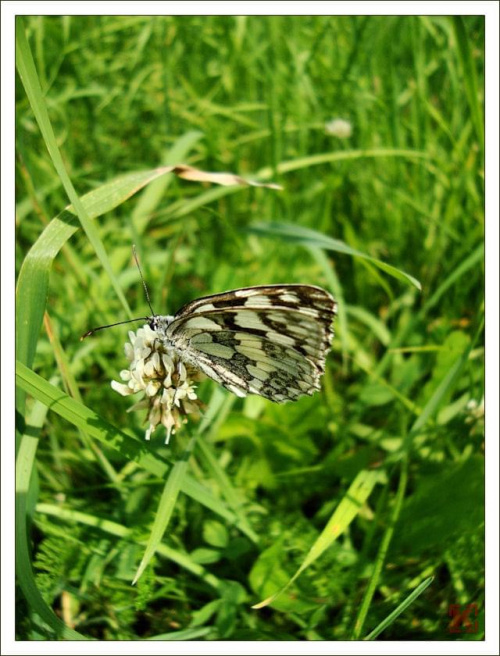 Moje pierwsze w życiu motylki :) #motyl #motyle