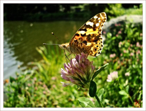 Moje pierwsze w życiu motylki :) #motyl #motyle