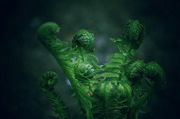 niech się obudzą zielon moce #zieleń #maco #paproć #flora