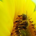 ..pszczółka #pszczoła
