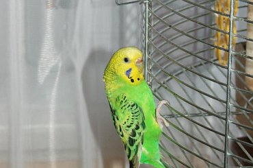 #Fretka #PapugaFalista #pies #zięba