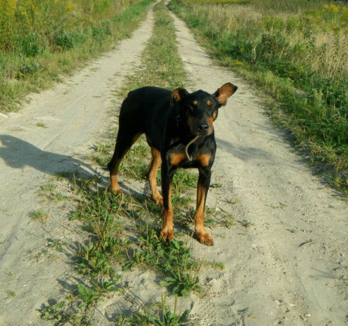 #Doberman #Dobek #pies #schronisko #pomoc #adopcja