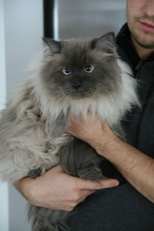 kot
