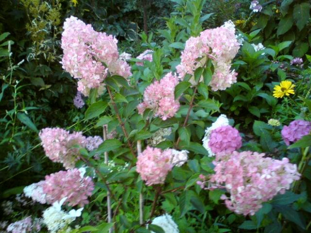 Hydrangea paniculata 'Renhy' VANILLE FRAISE
HHortensja bukietowa 'Renhy' VANILLE FRAISE