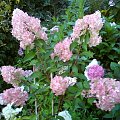 Hydrangea paniculata 'Renhy' VANILLE FRAISE
HHortensja bukietowa 'Renhy' VANILLE FRAISE