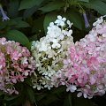 Hydrangea paniculata 'Renhy' VANILLE FRAISE
HHortensja bukietowa 'Renhy' VANILLE FRAISE