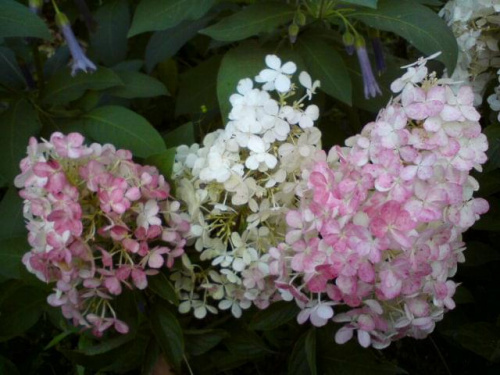 Hydrangea paniculata 'Renhy' VANILLE FRAISE
HHortensja bukietowa 'Renhy' VANILLE FRAISE