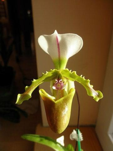 Paphiopedilum tranlenianum