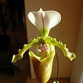 Paphiopedilum tranlenianum