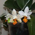 Phalaenopsis Mini Mark