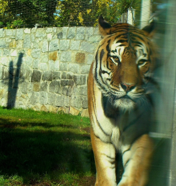 odnaleźć siebie... #TygrysBengalski #tygrys #wrocław #zoo