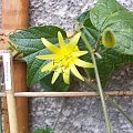 Passiflora citrina