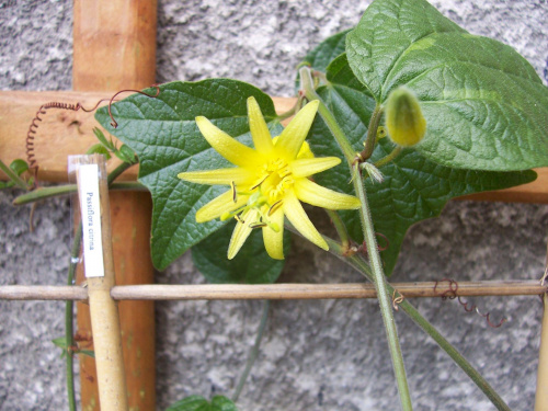 Passiflora citrina