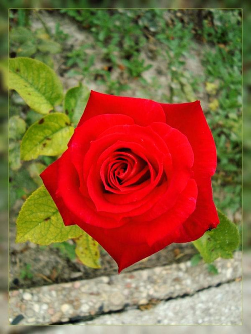 #kwiaty #róże