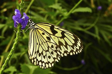 #motyl #makro #evasaltarski