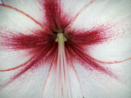 #amaryllis #hippeastrum