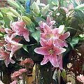 Lilie #kwiaty #ogród #roślina