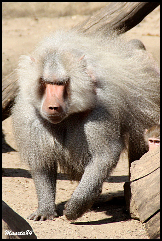 Z warszawskiego zoo - szefuńcio:)