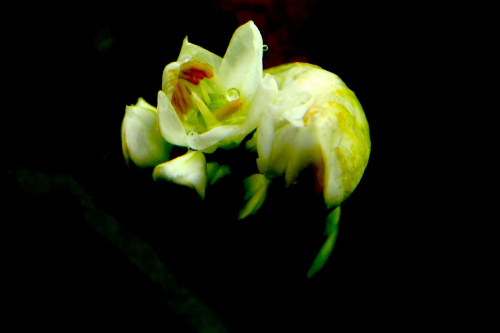 perełka ;D #makro #kwiat #czosnek