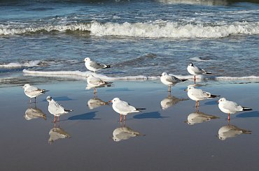 Zatrzymały się tylko na chwilę. #Ptaki #mewy