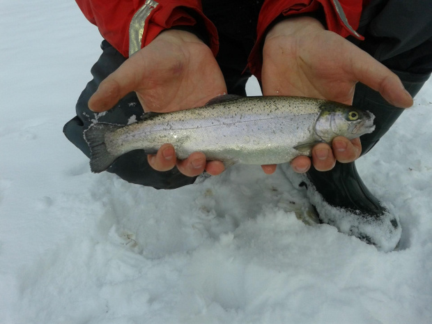 tęczak 35 cm