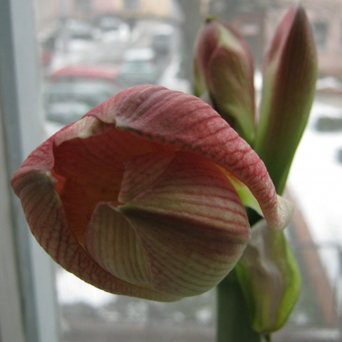 #hippeastrum