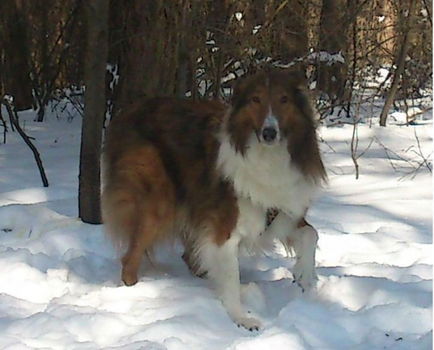 collie