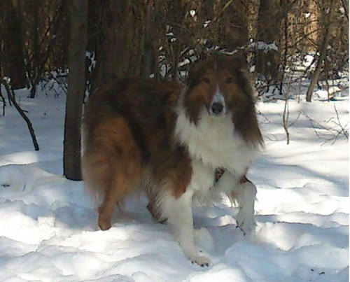 collie