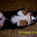 2011 Elbląg #pies #Lenar #berneńczyk #BerneńskiPiesPasterski