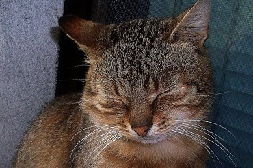 Klakier #kot #Klakier