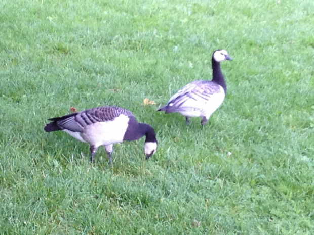 Branta leucopsis