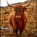 Krowa rasy Highlander - Wyspa Rum - Szkocja
