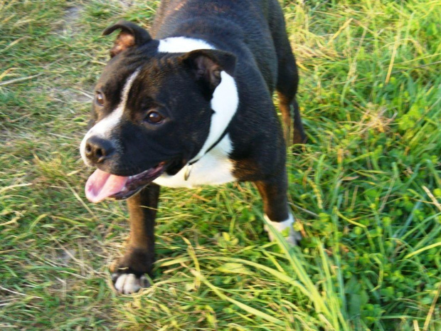 #samir #staffik #stock #StaffordshireBullTerrier