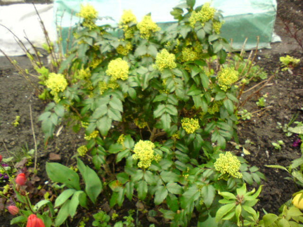 mahonia