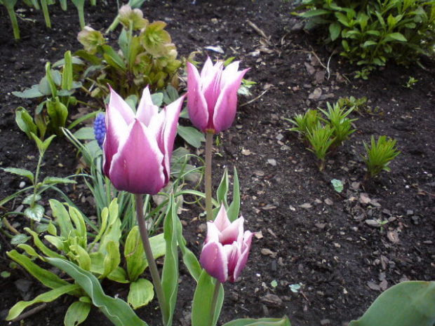 tulipany