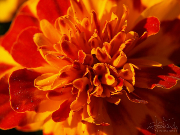 Aksamitka
[Olympus E-410, Zuiko Digital 14-42 + soczewka makro +8Dioptrii] #kwiat #aksamitka #makro