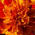 Aksamitka
[Olympus E-410, Zuiko Digital 14-42 + soczewka makro +8Dioptrii] #kwiat #aksamitka #makro