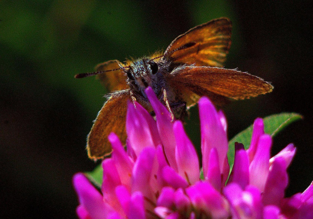 #Lepidoptera #łuskoskrzydłe #motyl #makro #ssawka #SsącyMotyl