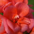 Begonia
[Olympus E-410, Zuiko Digital 14-42 + soczewka makro +10Dioptrii] #Kwiat #begonia #pyłek #natura #makro
