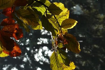 #jesień #spacery #kolorystyka #liście #park