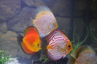 #Akwarium #paletki #tło