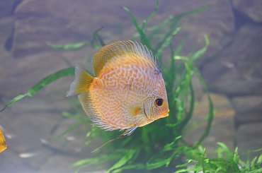 #Akwarium #paletki #tło