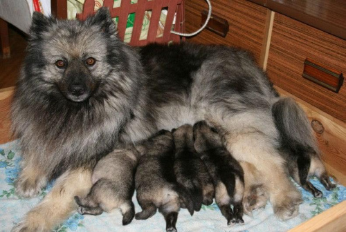 puppies 9 days old