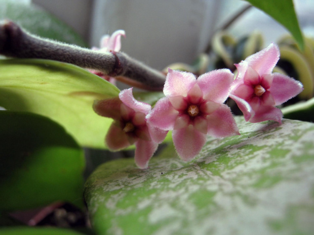 Hoya compacta regalis #hoya #compacta #regalis