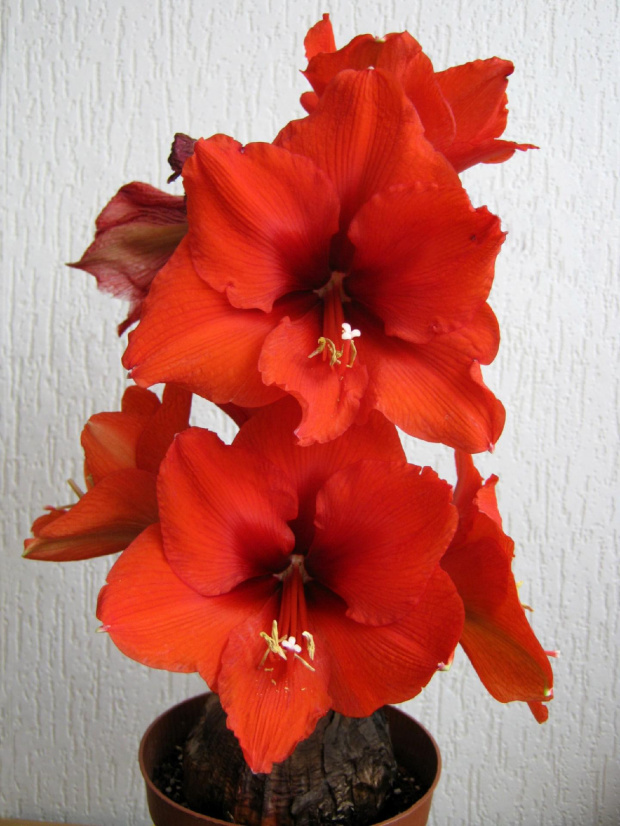 Hippeastrum #hippeastrum