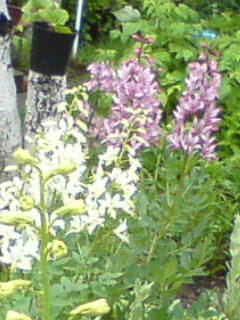 kwiaty z Legnicy