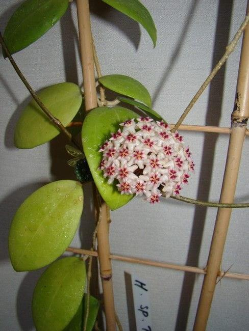 Hoya sp. Thailand IML 1438