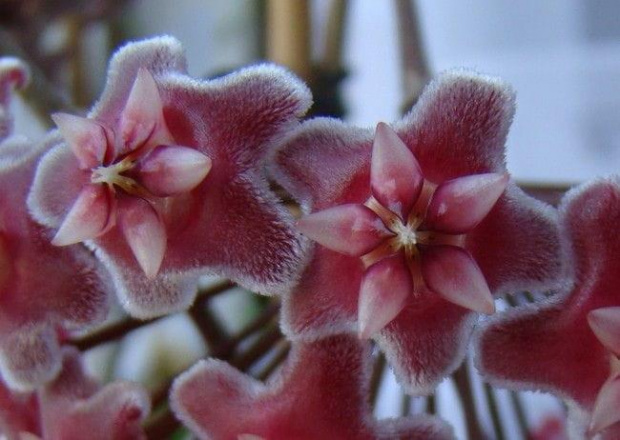 Hoya pubicalyx 'Silver Pink'