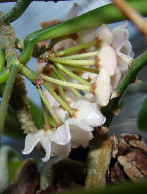 Hoya sheperdii