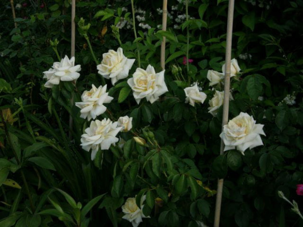 Ilse Krohn Superior #kwiaty #lato #róże